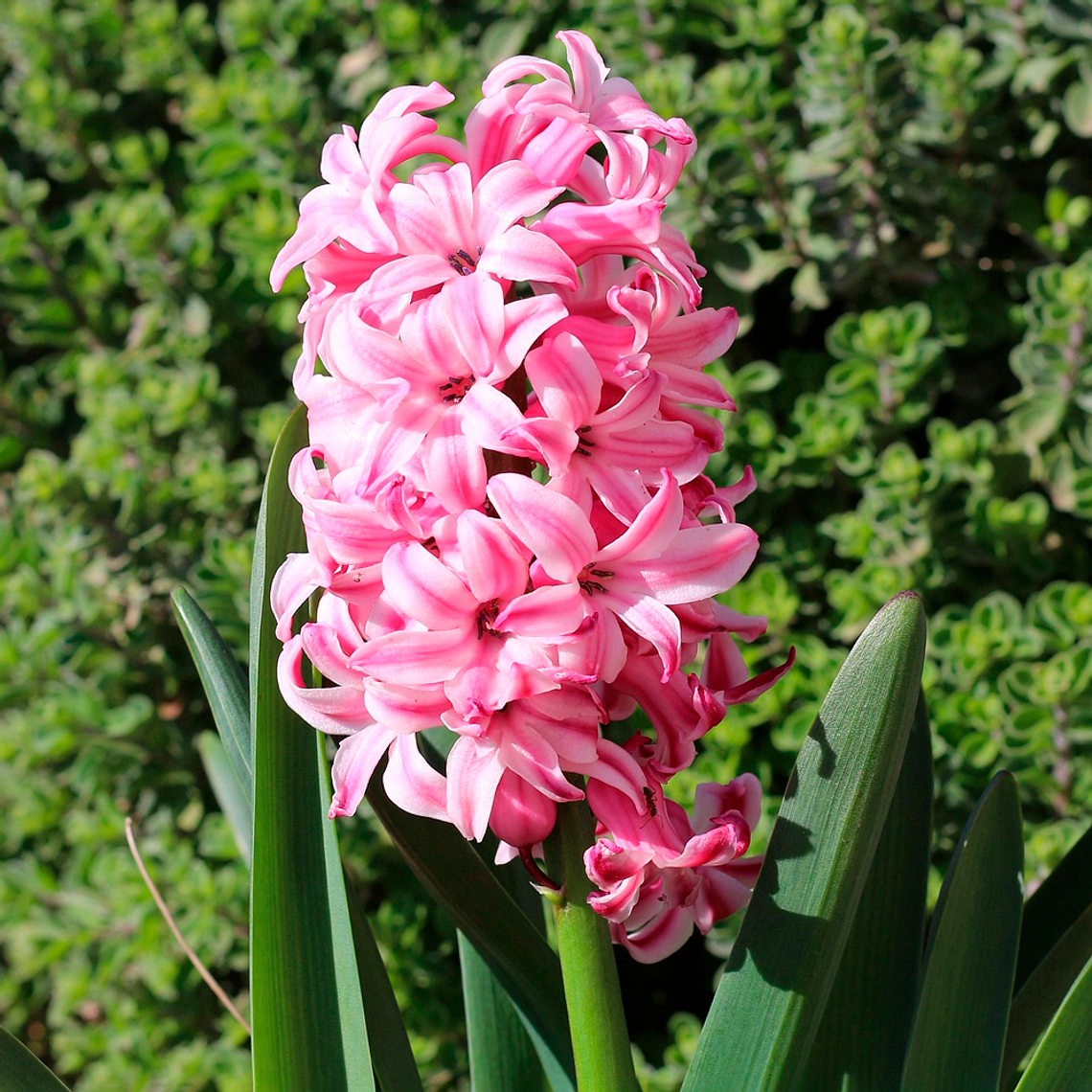 Bulbo Jacitno Fondant 12/15 1