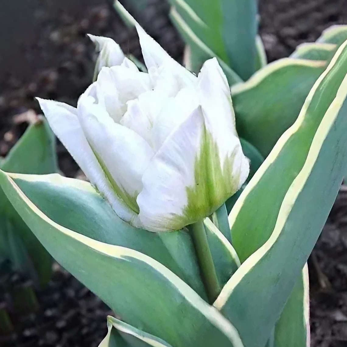 Bulbo Tulipan The Edge 12 + 1