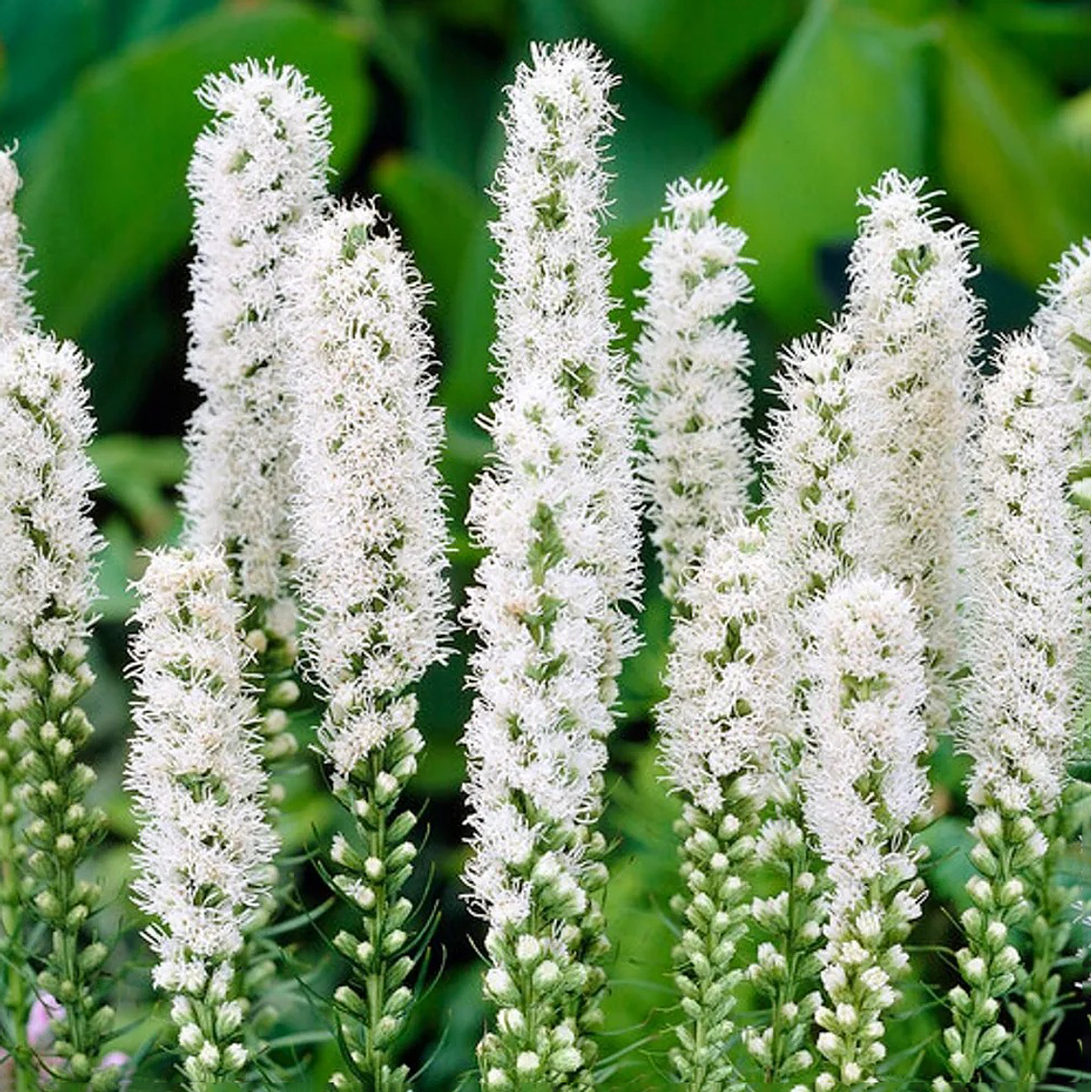 Cormo Liatris Spicata Alba 10/12 1
