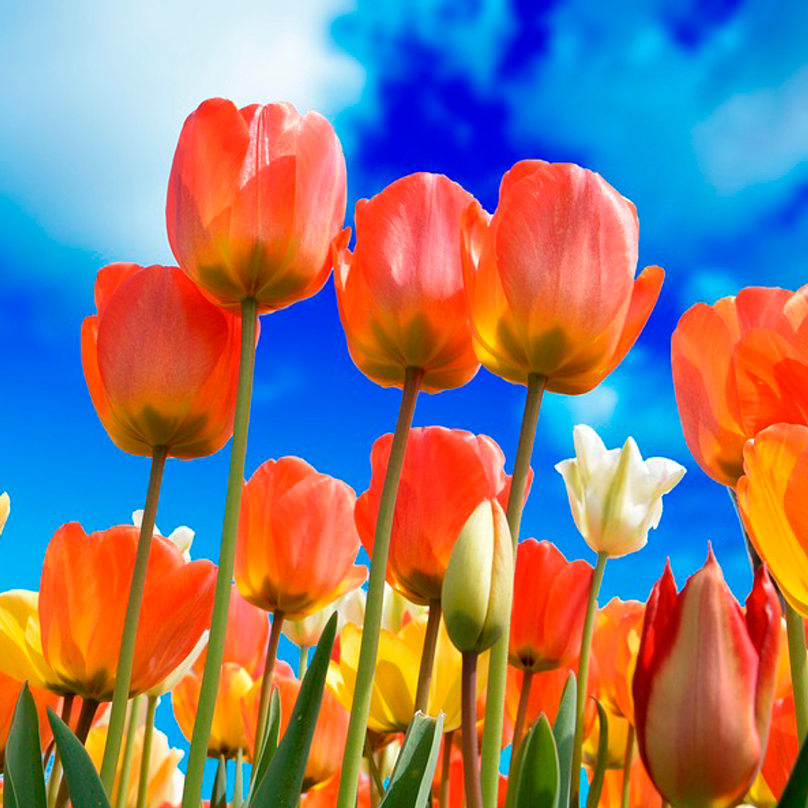 Bulbo Tulipan TimeOut 12 + 1