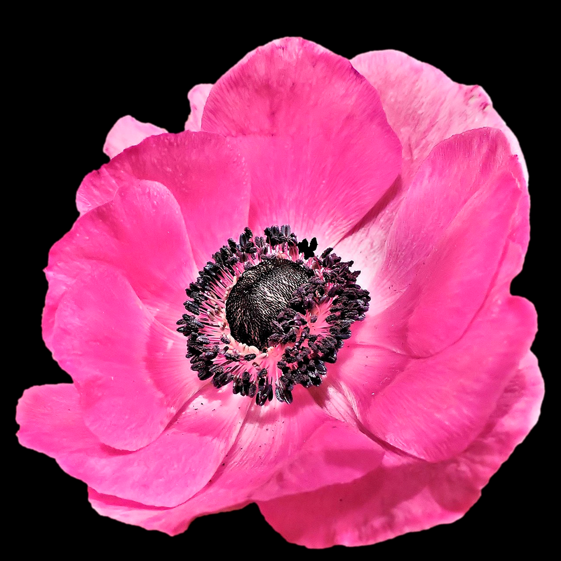 Cormo Anemona Fullstar Pink 3/4 1