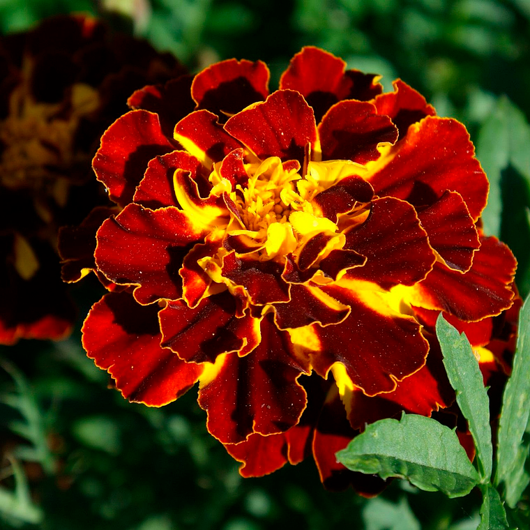 Semillas De Tagete Mix (100 semillas) 1