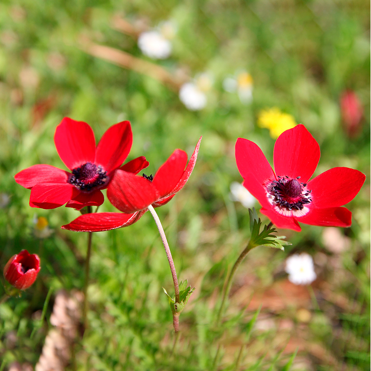 Cormo Anemona Fullstar Red 3/4 1