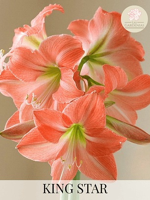 Bulbo Amaryllis King Star 26/28