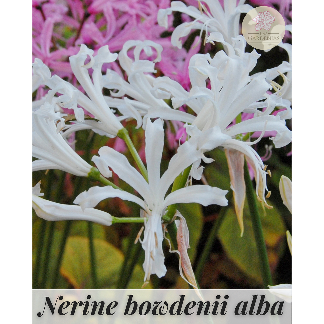 Bulbo Nerine Bowdenii Alba 12/14 2