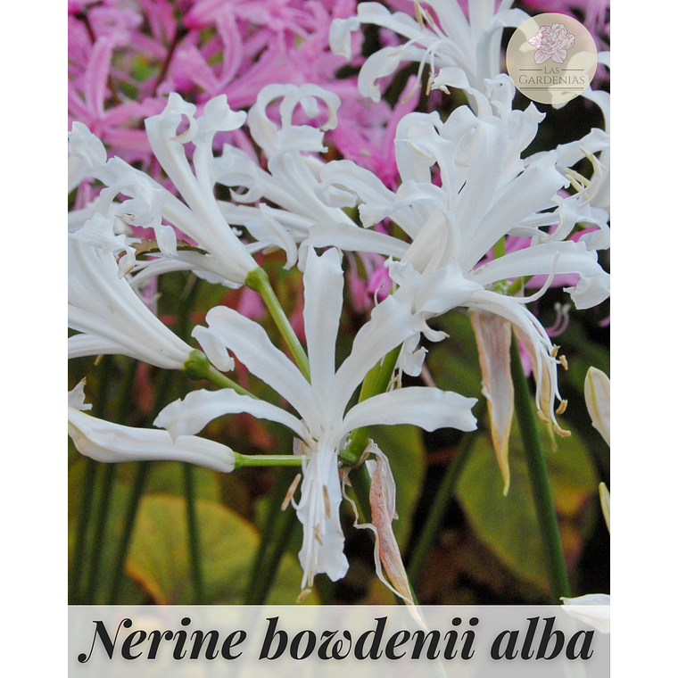 Bulbo Nerine Bowdenii Alba 12/14 2