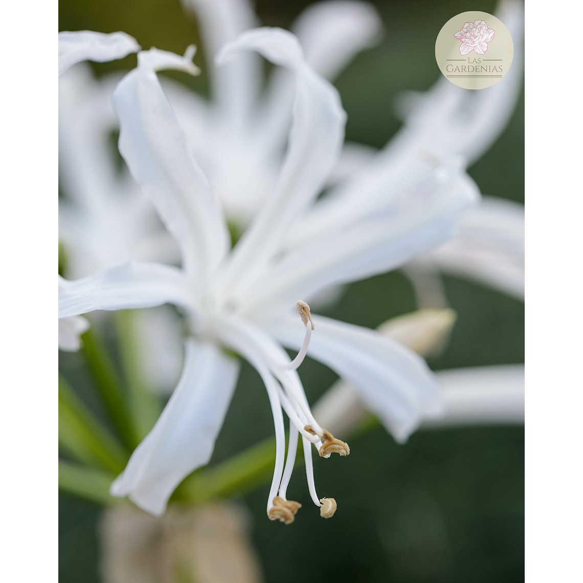 Bulbo Nerine Bowdenii Alba 12/14 3