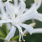 Bulbo Nerine Bowdenii Alba 12/14 - Miniatura 3