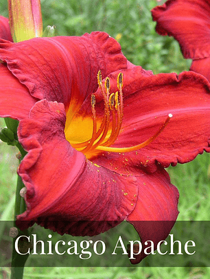 Rizoma Hemerocallis Chicago apache
