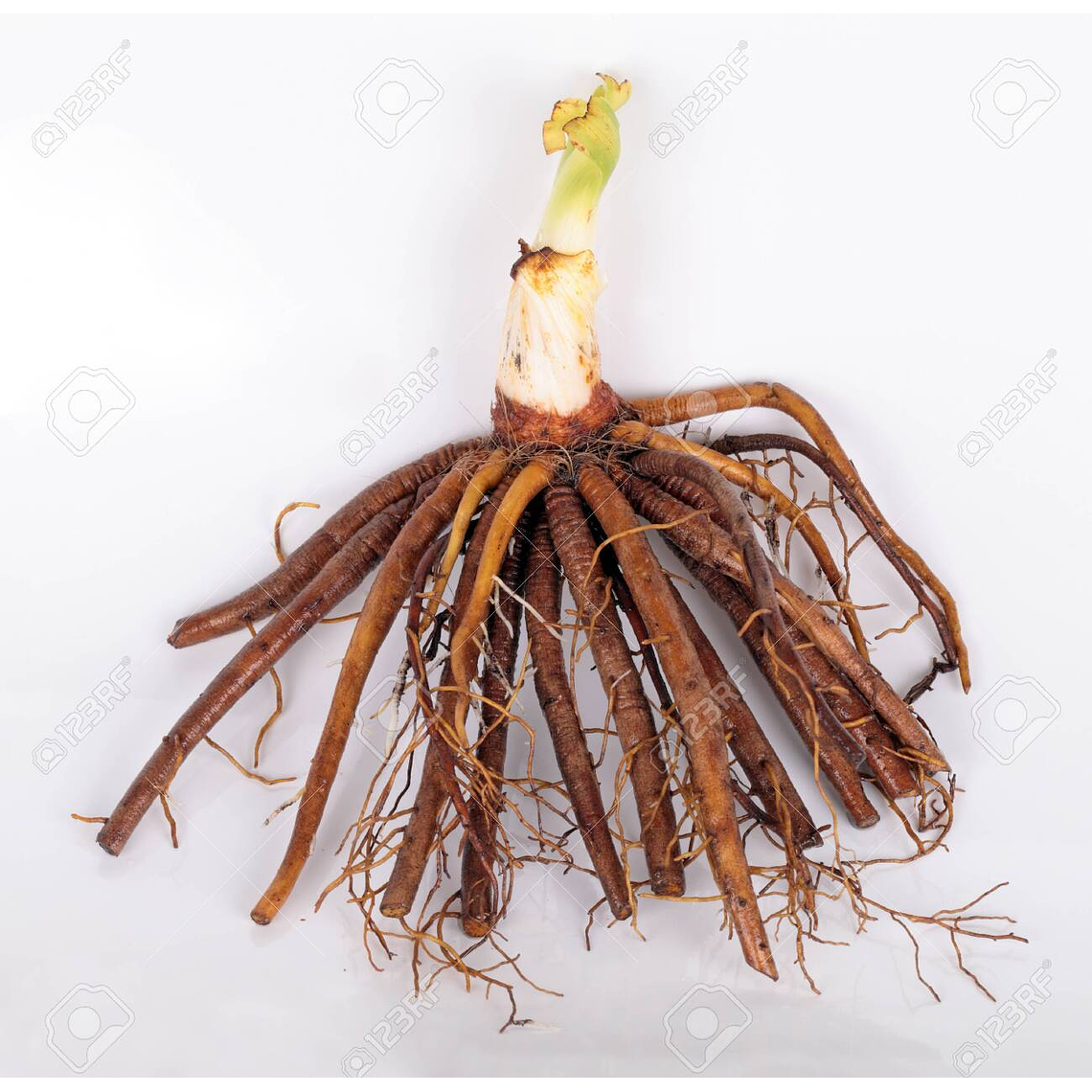 Rizoma Hemerocallis Chicago apache 2