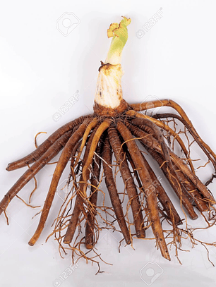 Rizoma Hemerocallis Chicago apache