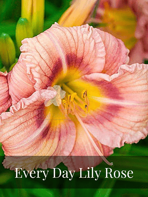 Rizoma Hemerocallis Everyday lily Rose