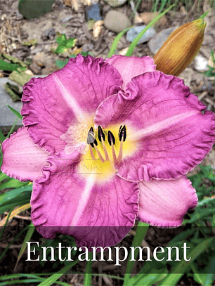 Rizoma Hemerocallis Entrapment