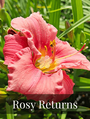 Rizoma Hemerocallis Rosy returns