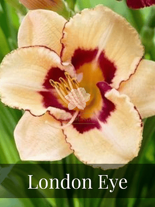 Rizoma Hemerocallis London Eye