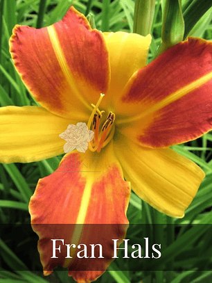 Rizoma Hemerocallis Fran Hals