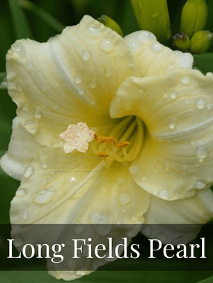 Rizoma Hemerocallis Longfields Pearl
