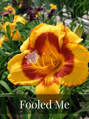 Rizoma Hemerocallis Fooled me