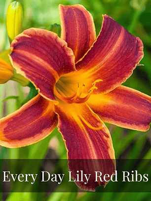 Rizoma Hemerocallis Everydaylily red ribs