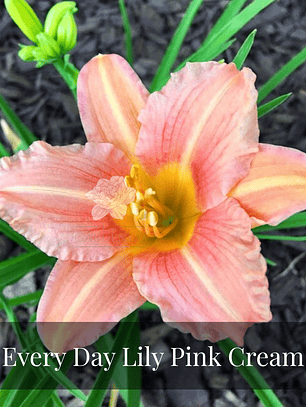 Rizoma Hemerocallis EveryDaylily Pink Cream