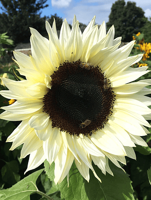 Semilla Girasol White (10 semillas)
