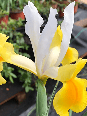 Bulbo Iris Holandico Montecito 8/9