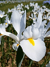 Iris Holándicos