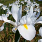 Bulbo Iris Holandico Alaska 8/9 - Miniatura 2