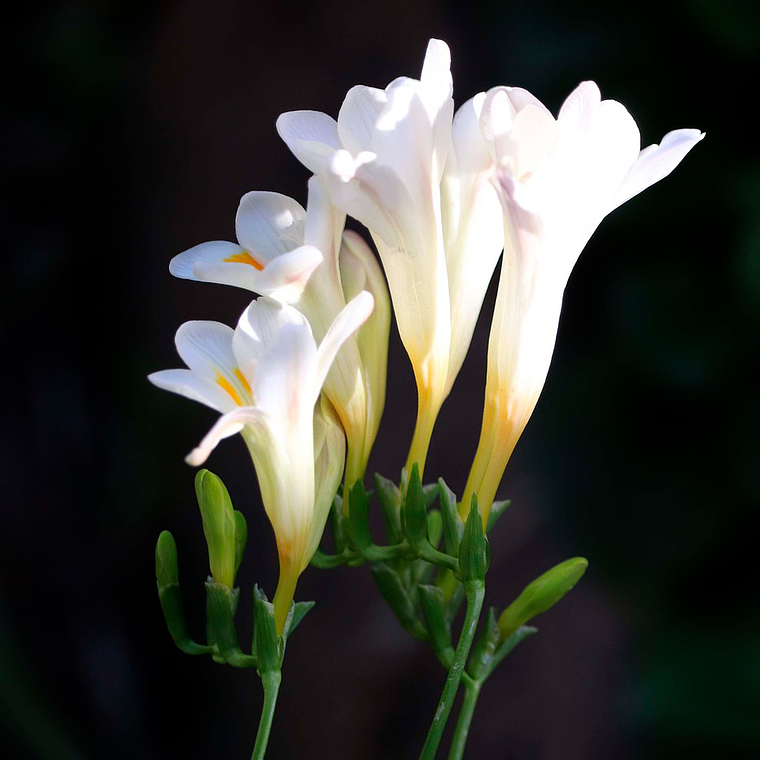 Cormo Fresia Doble Blanca 5+ 1