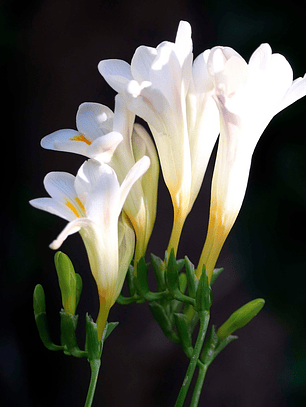 Cormo Fresia Doble Blanca 5+