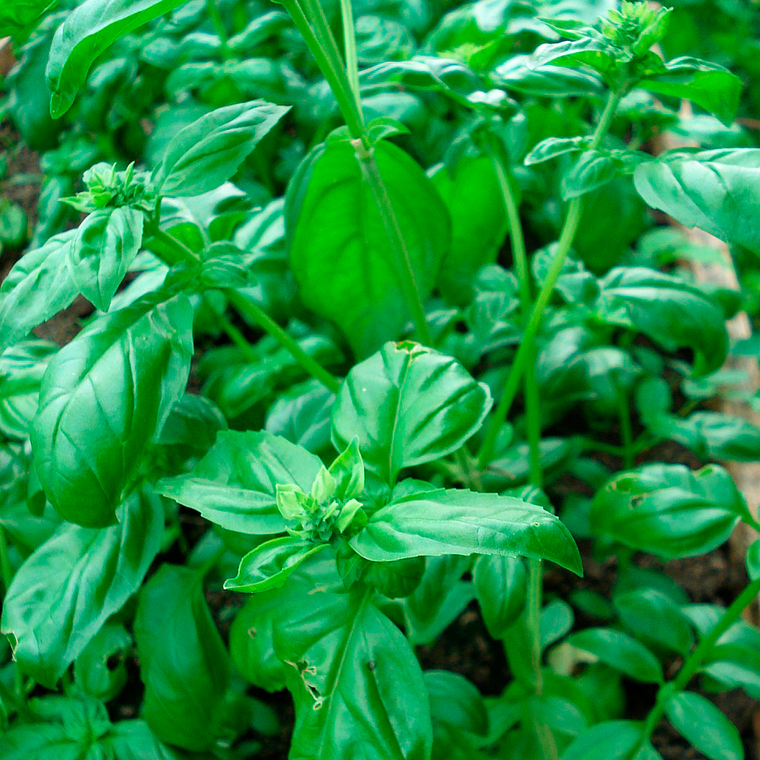 Semilla De Albahaca 1