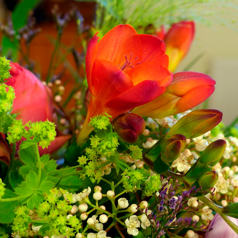 Cormo Fresia Doble Naranja 5+ 1