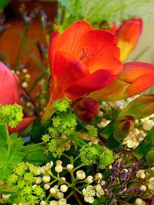 Cormo Fresia Doble Naranja 5+