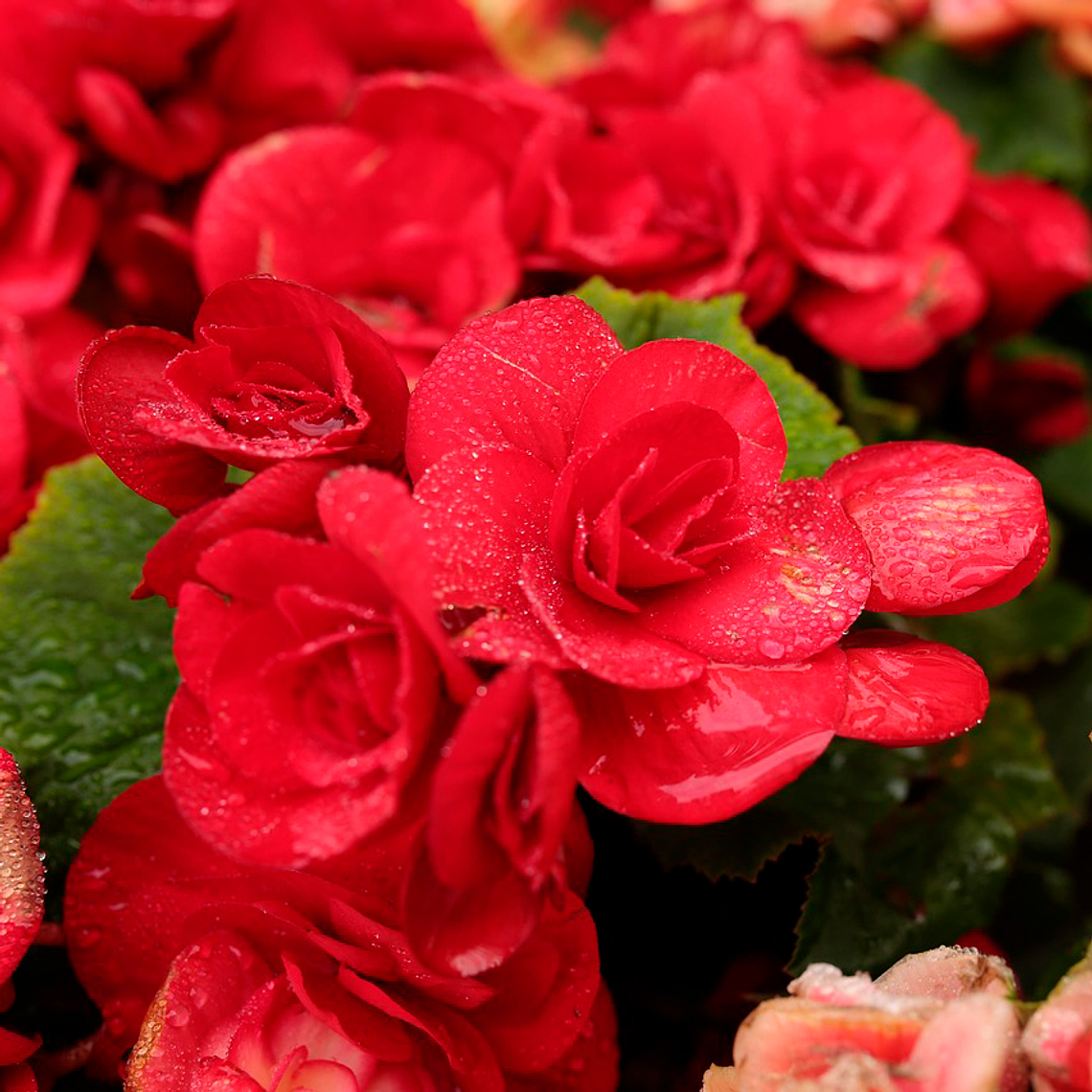 Cormo Fresia Doble Roja 5+ 1