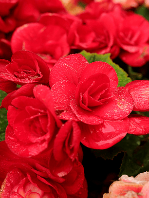 Cormo Fresia Doble Roja 5+