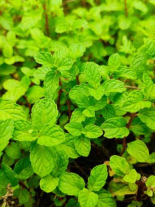 Semilla De Hierba Buena