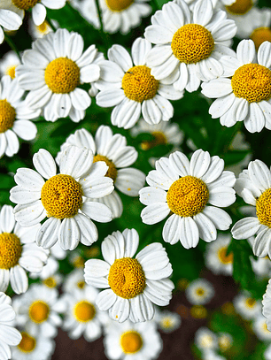 Semilla De Manzanilla