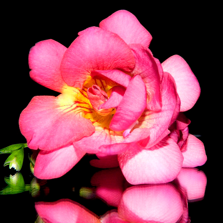 Cormo Fresia Doble Rosada 5+ 1