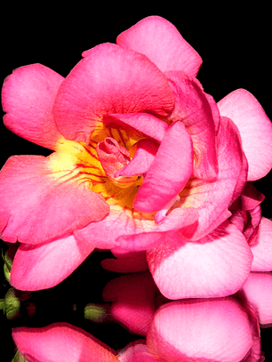 Cormo Fresia Doble Rosada 5+