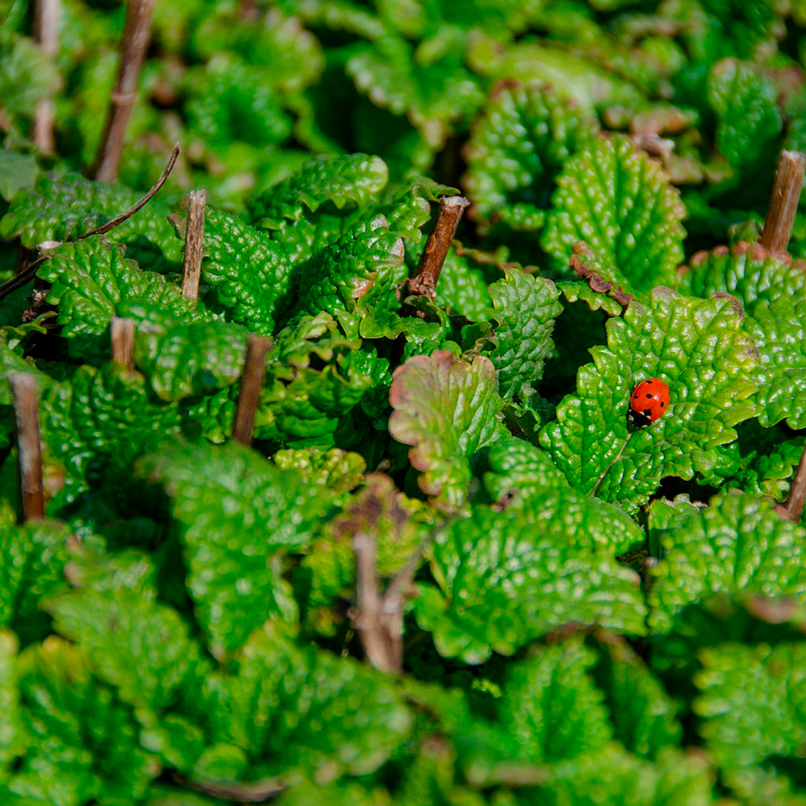 Semilla De Melissa 1