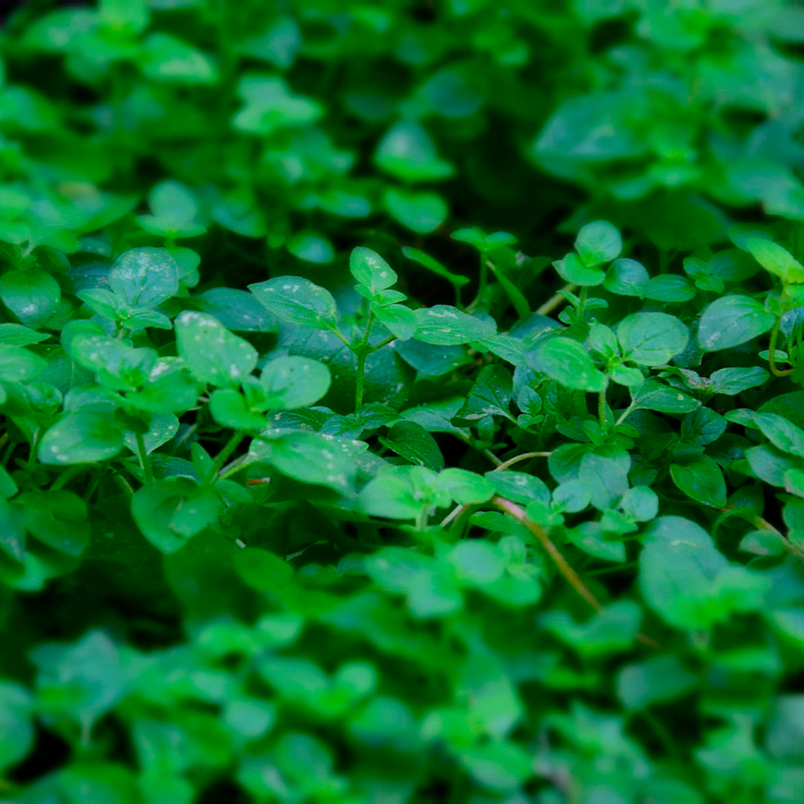 Semilla De Orégano 1