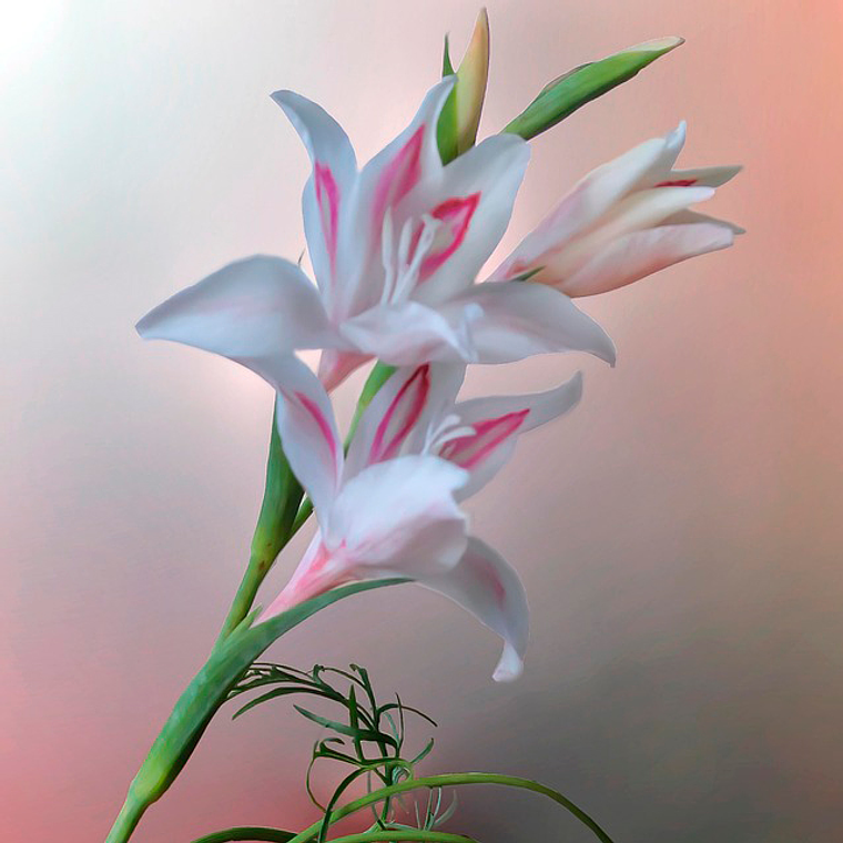 Cormo Gladiolo Nanus Nymph 8/9 1