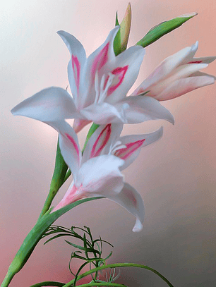 Cormo Gladiolo Nanus Nymph 8/9