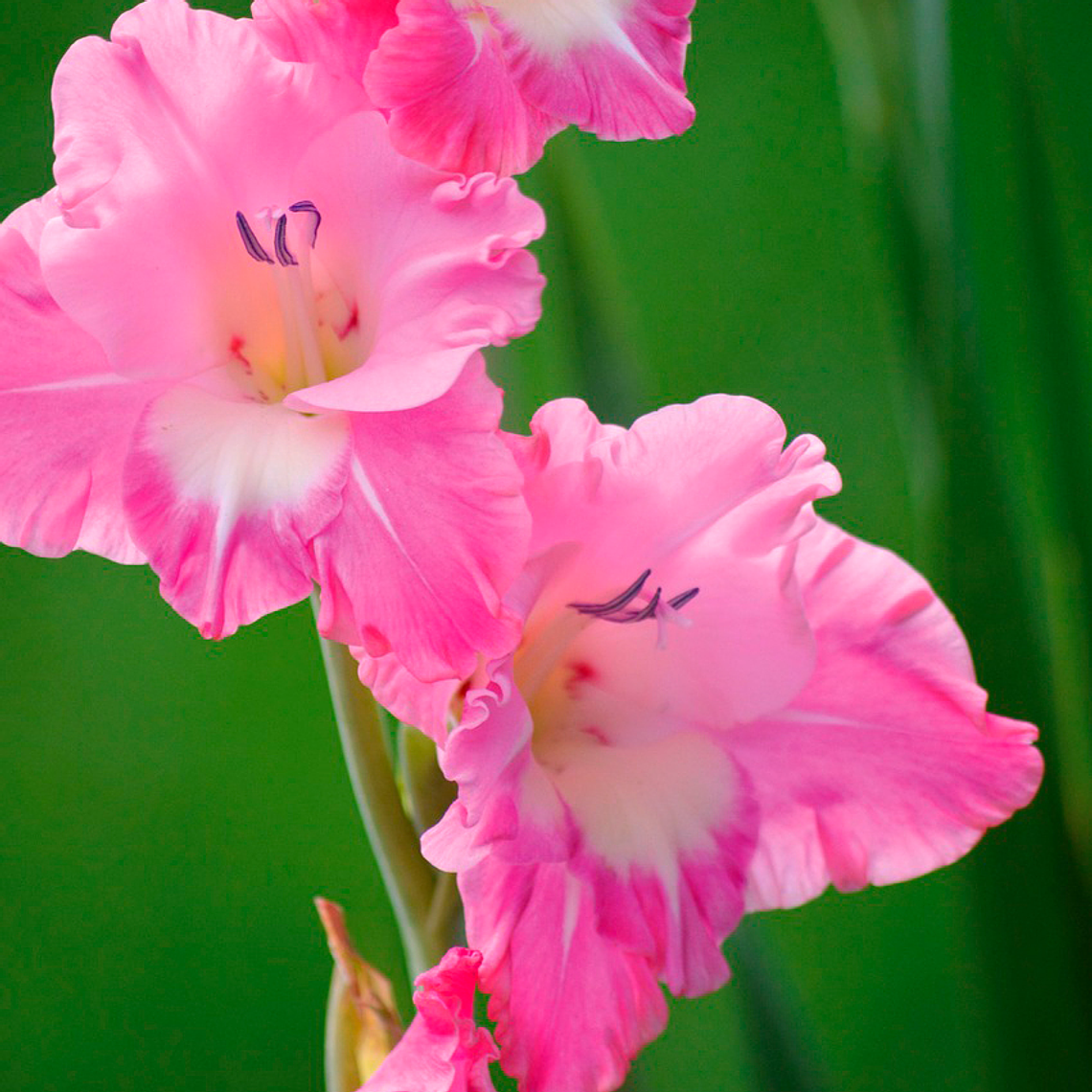 Cormo Gladiolo Nanus Bizantinus 10/12 1