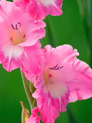 Cormo Gladiolo Nanus Bizantinus 10/12