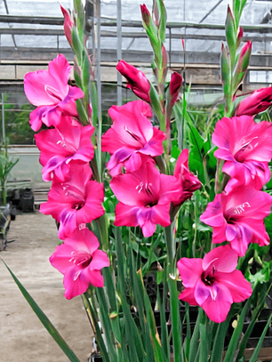 Cormo Gladiolo Nanus Vulcano 8/9