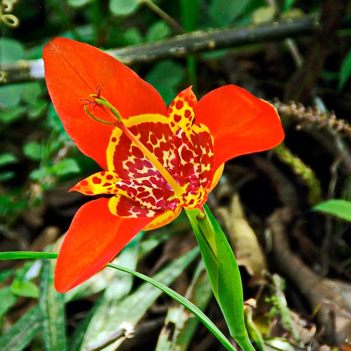 Cormo Tigridia Pavonia 7/9 2