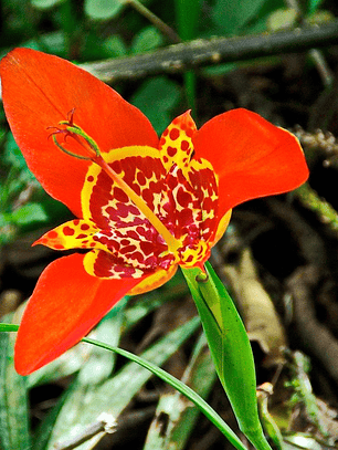 Cormo Tigridia Pavonia 7/9