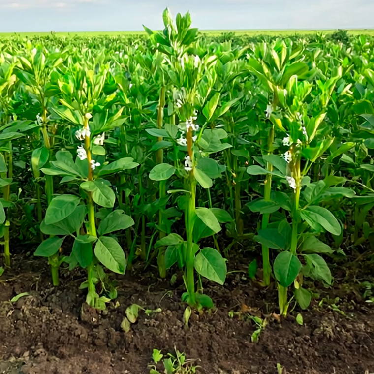 Semilla Haba Luz De Otoño 250 Gr 1