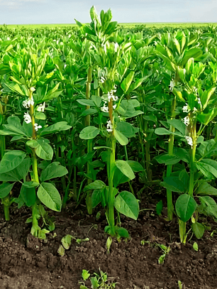 Semilla Haba Luz De Otoño 250 Gr